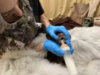 San Diego Humane Society cares for youngest Black bear cub in its history