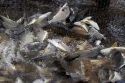 Piles of rotting, stinking carp stem from scofflaws, state law